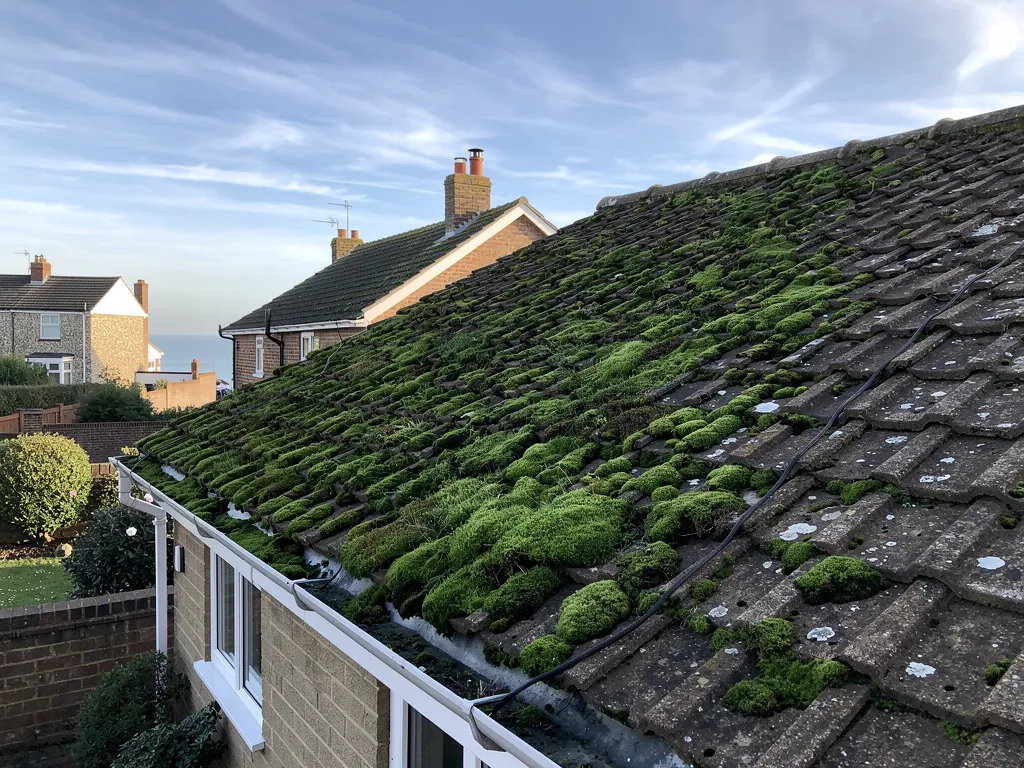 Thick moss covering the tiles of a bungalow roof